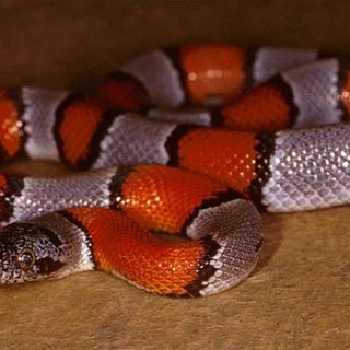 Grey-banded Kingsnake Facts and Pictures