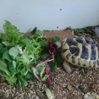 Hermann's Tortoise Facts and Pictures