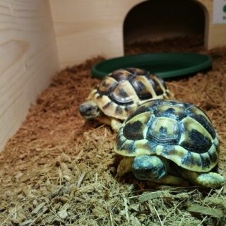 Hermann's Tortoise Facts and Pictures