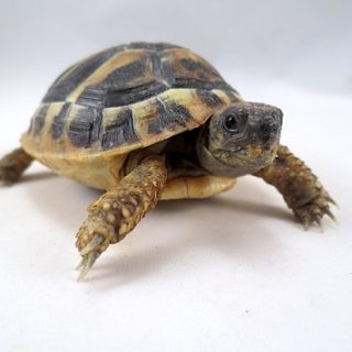 Hermann's Tortoise Facts and Pictures