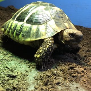 Hermann's Tortoise Facts and Pictures