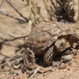 Speckled Tortoise (Speckled Padloper) Facts and Pictures