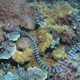 Belcher's Sea Snake Facts and Pictures