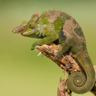 Fischer's Chameleon Facts and Pictures