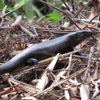 Land Mullet Skink Facts and Pictures