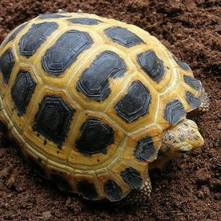 Yellow-Footed Tortoise Facts and Pictures