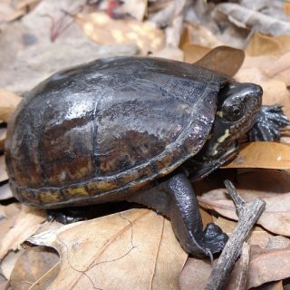 Eastern Mud Turtle Facts and Pictures