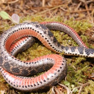 Kirtland's Snake Facts and Pictures