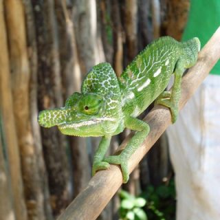 Labord's Chameleon Facts and Pictures