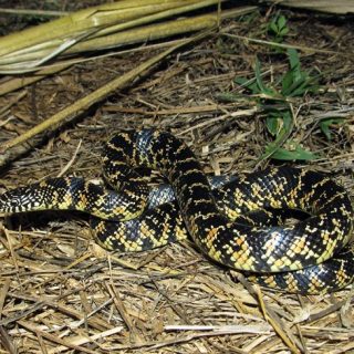 Florida King Snake Facts and Pictures