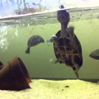 Loggerhead Musk Turtle Facts and Pictures