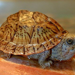 Loggerhead Musk Turtle Facts and Pictures