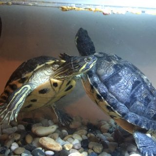 Yellow-bellied Slider Facts and Pictures