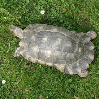 Tortoises: Facts and List of Types With Pictures