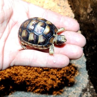 Marginated Tortoise Facts and Pictures