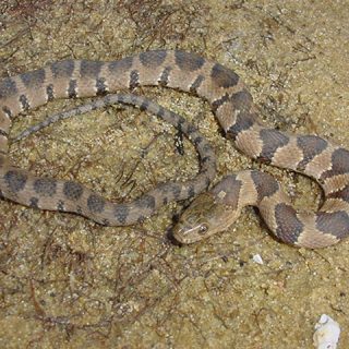 Midland Water Snake Facts And Pictures