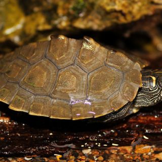 Mississippi Map Turtle Facts and Pictures