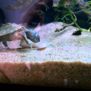 Mississippi Map Turtle Facts and Pictures