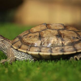 Mississippi Map Turtle Facts and Pictures