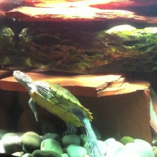 Mississippi Map Turtle Facts and Pictures