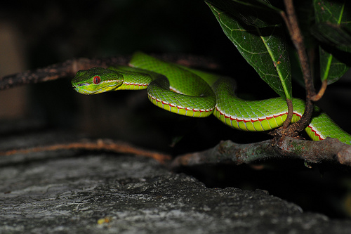 Motuo Bamboo Pitviper Facts and Pictures