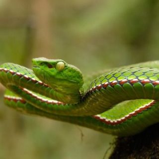 Motuo Bamboo Pitviper Facts and Pictures