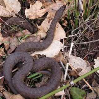 Narrow-headed Garter Snake Facts And Pictures