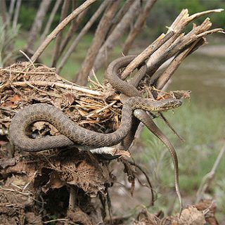 Narrow-headed Garter Snake Facts And Pictures