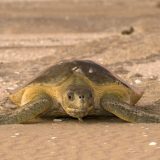 Flatback Sea Turtle facts and Pictures