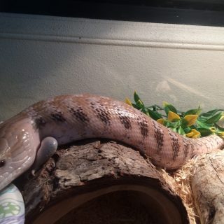 Northern Blue Tongue Skink Facts and Pictures