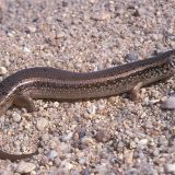 Ocellated Skink Facts and Pictures