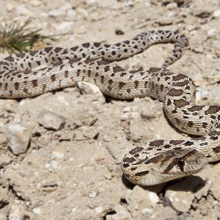 Pacific Gopher Snake Facts and Pictures