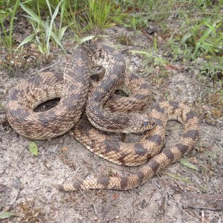 Pacific Gopher Snake Facts and Pictures