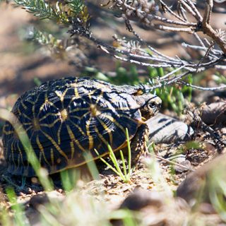 Geometric Tortoise Facts and Pictures