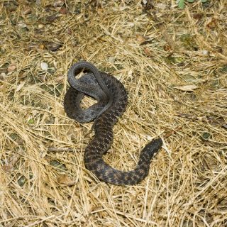 Kirtland's Snake Facts and Pictures