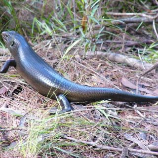 Land Mullet Skink Facts and Pictures