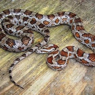 Slowinski's Corn Snake Facts and Pictures