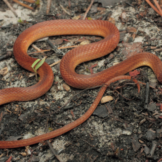 Pine Woods Snake Facts and Pictures