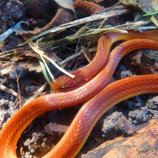 Pine Woods Snake Facts and Pictures