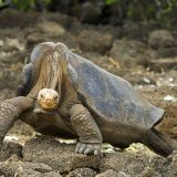 Tortoises: Facts and List of Types With Pictures