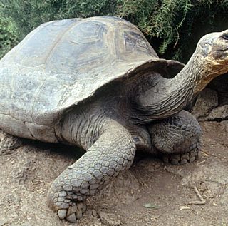 are they extinct pinta island tortoise