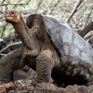pinta island tortoise adaptations