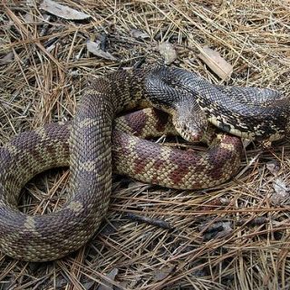 Louisiana Pine Snake Facts and Pictures