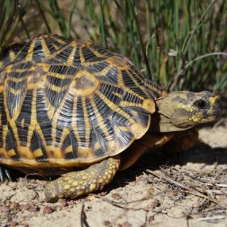 Geometric Tortoise Facts and Pictures