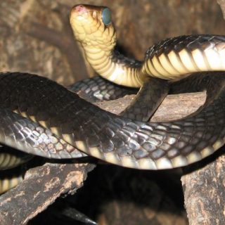 Gold's Tree Cobra Facts and Pictures