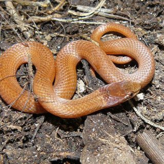 Pine Woods Snake Facts and Pictures