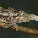 rhinoceros chameleon