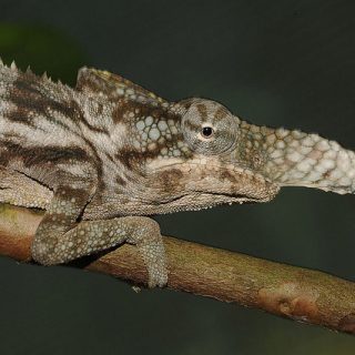 Rhinoceros Chameleon Facts and Pictures