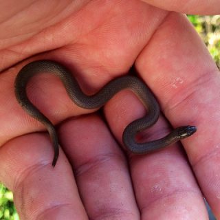 Rough Earth Snake Facts and Pictures