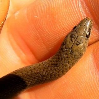 Rough Earth Snake Facts and Pictures